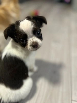 Chihuahua Langhaar Welpen