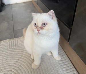 Balim Perser-Mix Katze