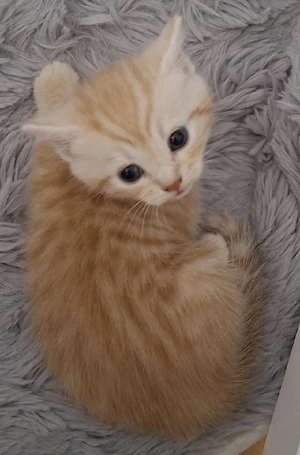 Bkh Mix Kitten 