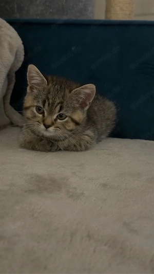 BKH Kitten Kätzchen (weiblich) 