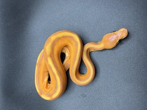 7.3 Königspython Banana Black Pastel Genetic Stripe
