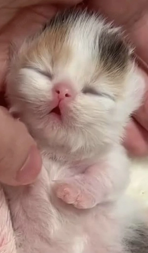 wunderschöne Katzenbabys suchen ein liebevolles Zuhause! 