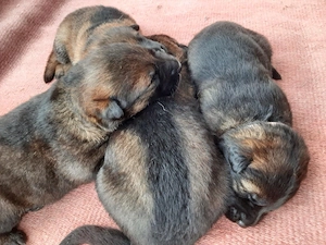 Schäferhundwelpen DDR-Linie, Ahnentafel vom DHR