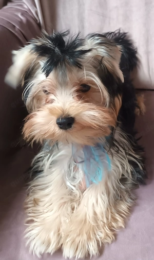 Zuckersüsse  yorkshire terrier welpen jungs  