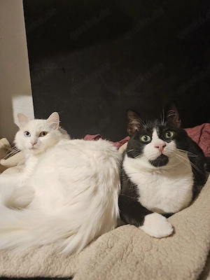 Felixe&shadow