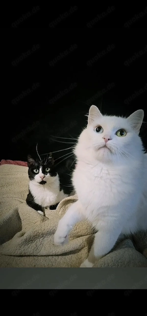 Schweren Herzens: Felix & Shadow suchen ein geduldiges Traumzuhause (NUR zusammen)