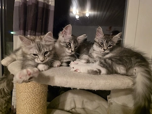 Maine-Coon-Kitten suchen ein liebevolles Zuhause   