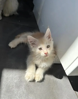 Traumhafte Maine-Coon-Kätzchen bereit für ihre neue Familie