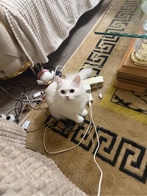 kater birma perser mix 