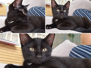 Katzenbaby MainCoon - Hauskatze Mix