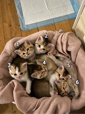 BKH - Mix - BLH Kitten suchen liebevolles Zuhause