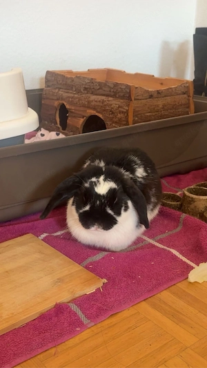 kaninchen 