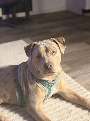 Americanbully xl Merle 