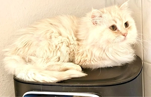 Zwei ganz besondere Katzen suchen ein liebevolles Zuhause