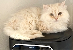 Zwei ganz besondere Katzen suchen ein liebevolles Zuhause