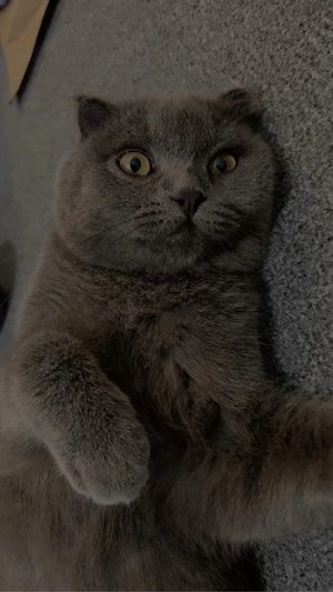 Verkaufe mein kater