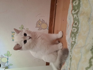 Kitten BKH , reinrassig, blaue Augen, weiß 