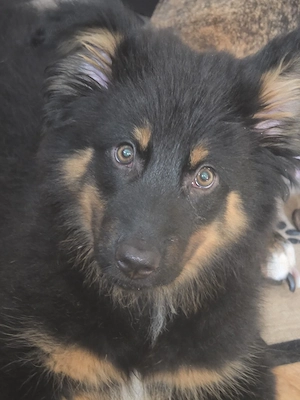 Verkaufe diesen kleinen Schäferhund 