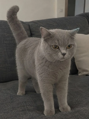 bkh schöner katter