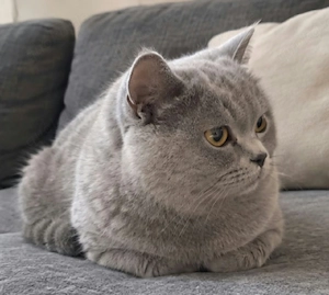 bkh schöner katter