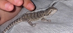     Junge Bartagame (Männchen) sucht neues Zuhause