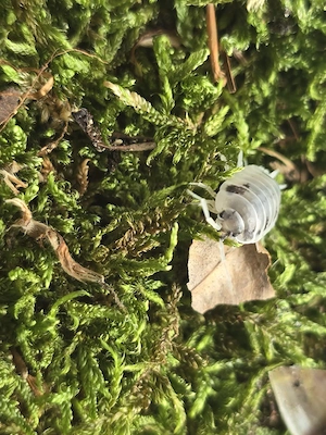 Porcellio laevis  Panda Asseln" Dalmatina Asseln
