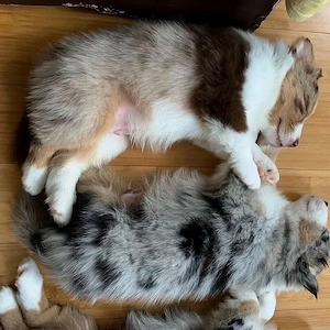 Australian-Shepherd-Welpen suchen ein Zuhause