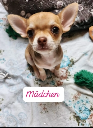 Chihuahua-Welpe 