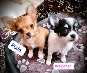 Chihuahua-Welpe 
