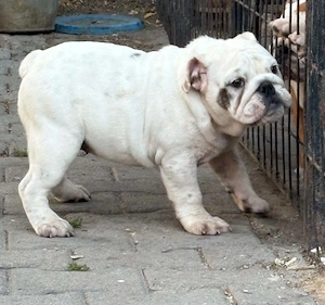 Weiblicher Englischer-Bulldogge-Welpe