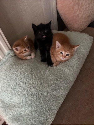 baby katzen 