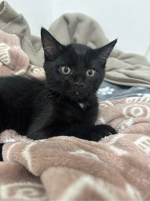 Zwei süße BKH-Mix Kitten suchen ein liebevolles Zuhause   