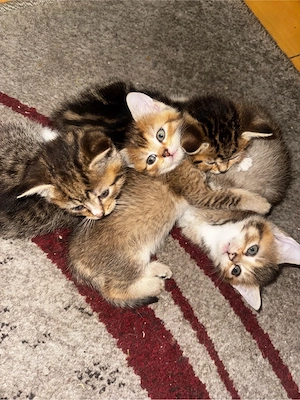 3 süße Kätzchen suchen ein Zuhause 