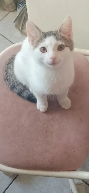 1 hübsche baby katze weiblich zu verkaufen 