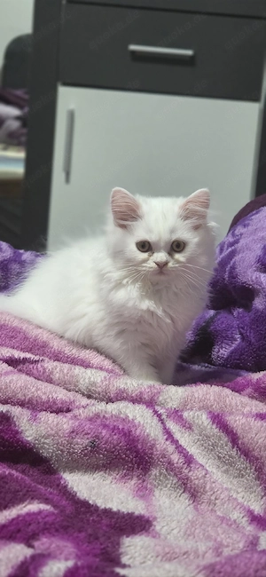 Süßes weißes Katzenmädchen zu verkaufen   