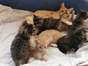 Süße Kitten  suchen ein neues Körbchen 