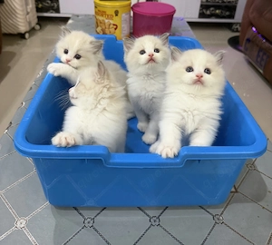 Wunderschöne Ragdoll-Kätzchen suchen ein neues Zuhause 