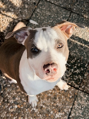 Junge American Staffordshire Terrier Hündin sucht ein liebevolles Zuhause