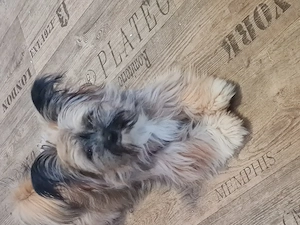 Kleine Kiwi sucht neues Zuhause 