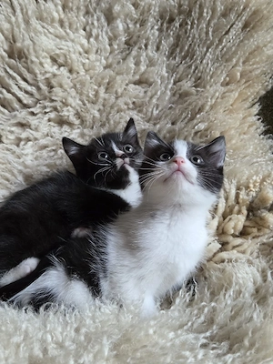 Kurzhaar Perser Mix Geschwister suchen neues Zuhause 