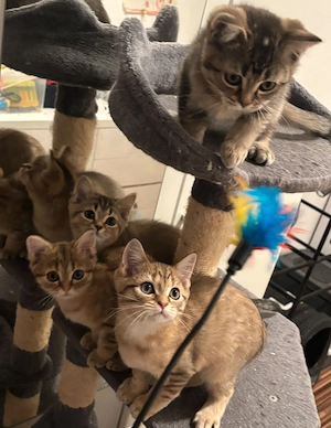 Britische Kitten 