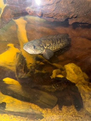 channa asiatica 