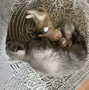  BKH  3 BKH Katzen in verschiedenen Farben.    Britisch Kurzhaar Kätzchen abzugeben Wir 