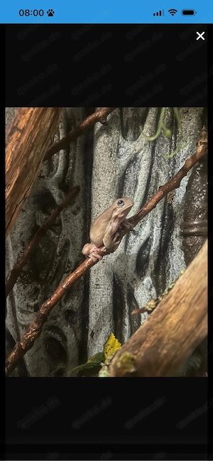 korallen finger frösche 2 tiere