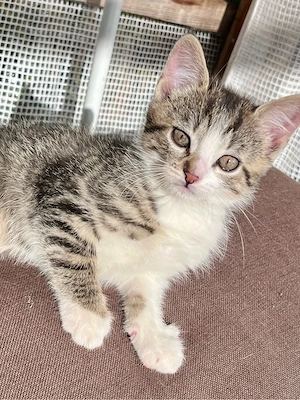 katzenbabys, kitten kätzchen