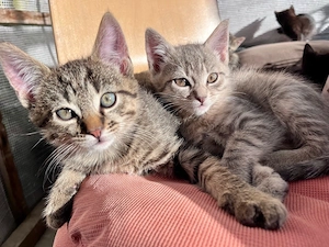 katzenbabys, kitten kätzchen