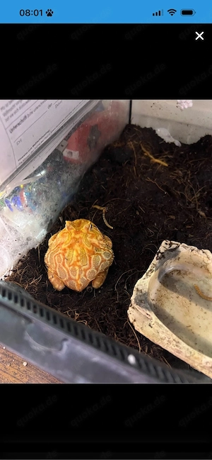 schmuckhornfrosch