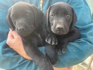 kleiner Labrador-DDretriver Mischlung Milo
