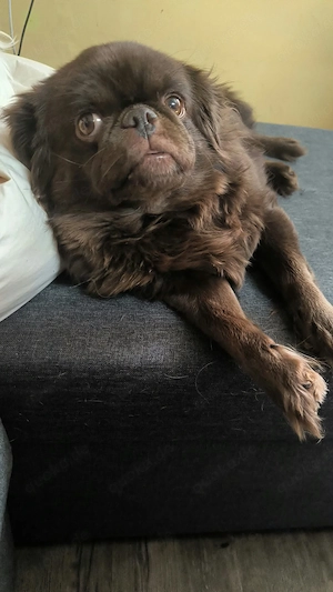 Mops Weibchen chocolate fluffy 
