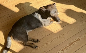 Zuhause gesucht für Koby